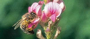 Des semences pour les abeilles