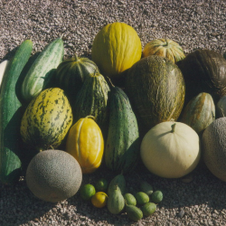 Le melon : une diversité foisonnante de types et d'usages