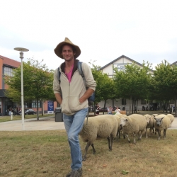 Faire pâturer des moutons dans les espaces verts