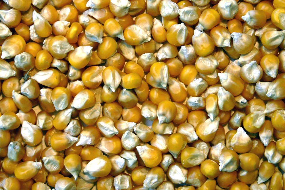 Tapis de semences de maïs corné © Gnis-Julien Greffier